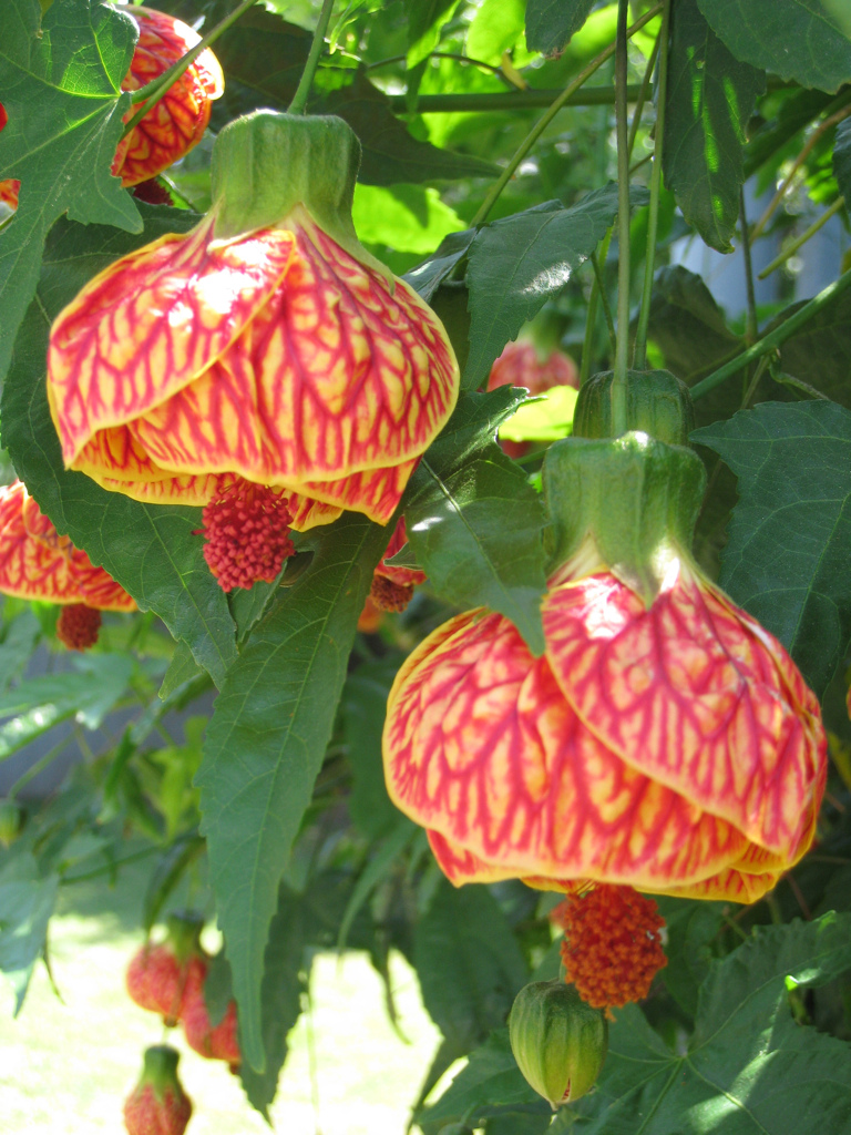 ABUTILON Tiger Eye emerisa gardens